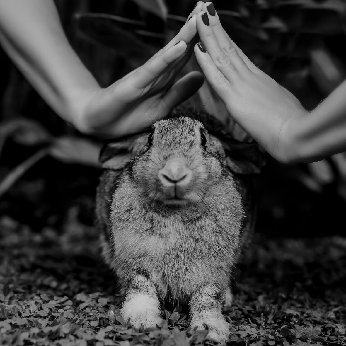 Cruelty free sticker with cute hand drawn bunny (Square Sticker)